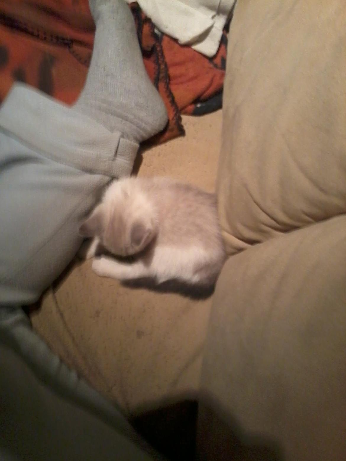 Blanding af racer Freja billede 9