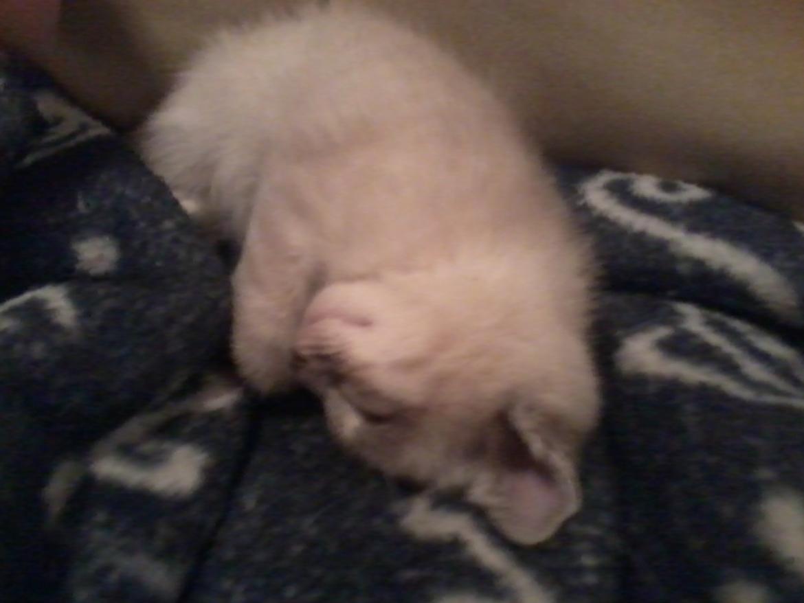 Blanding af racer Freja billede 10