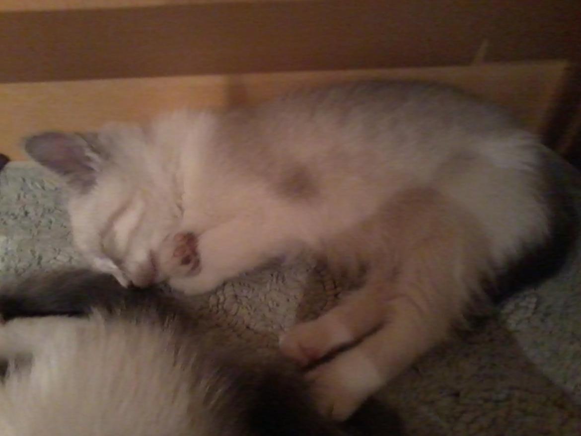 Blanding af racer Freja billede 11