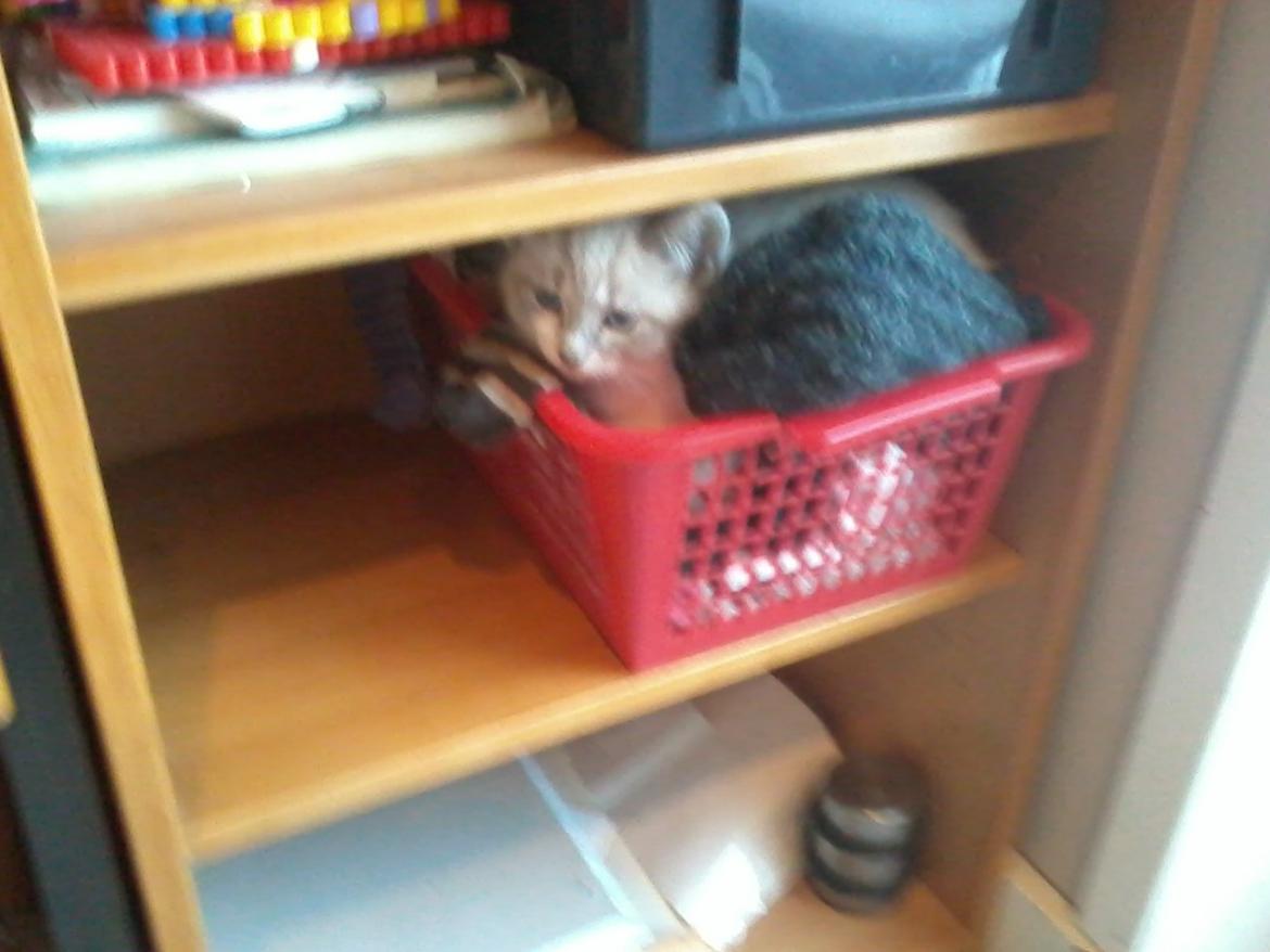 Blanding af racer Freja billede 12