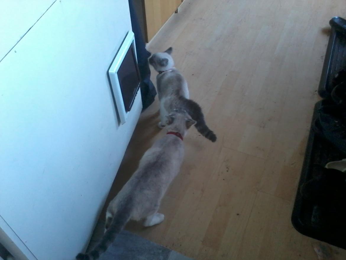 Blanding af racer Freja - gensyn med mor igen  billede 13