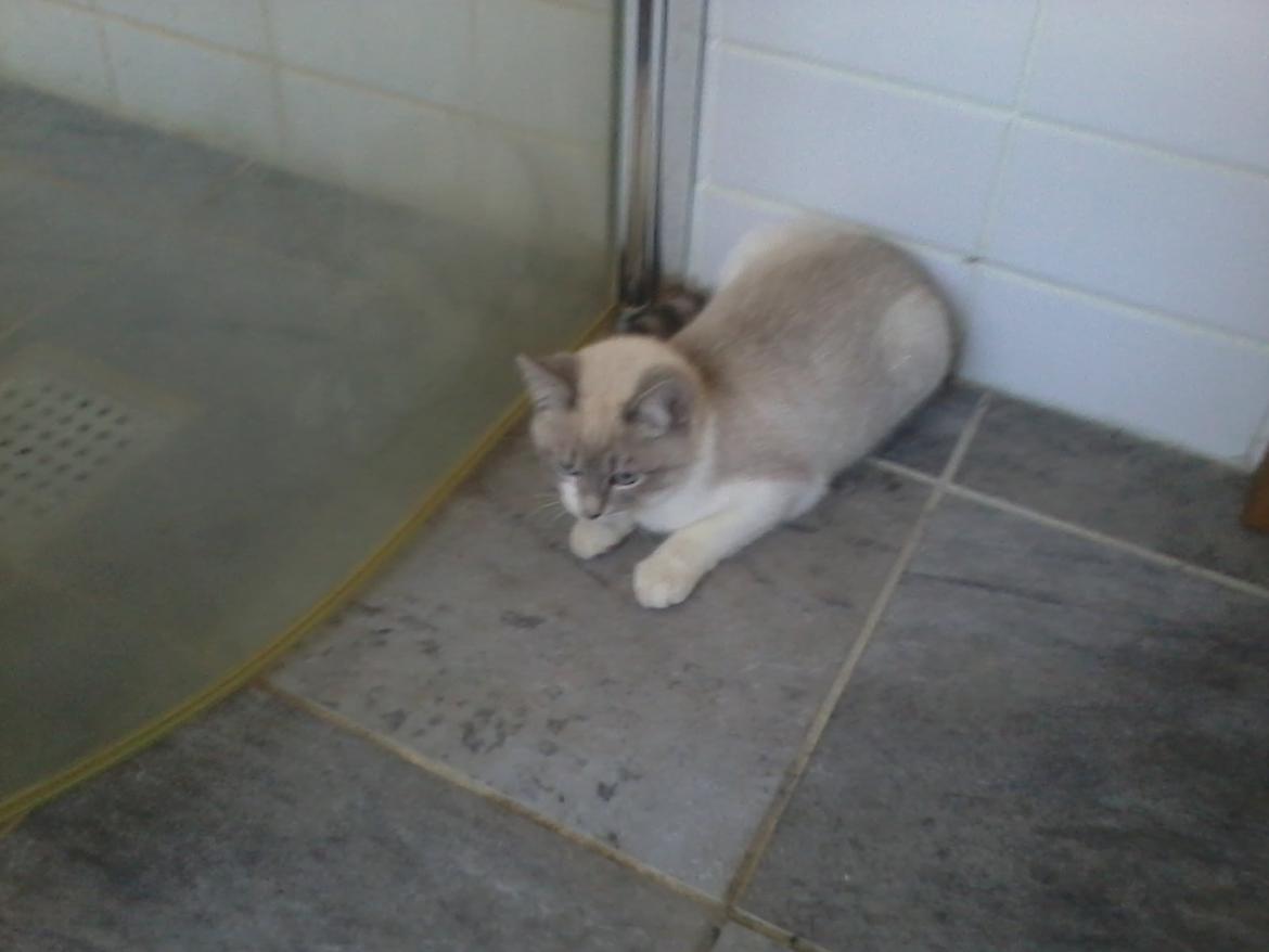 Blanding af racer Freja billede 14