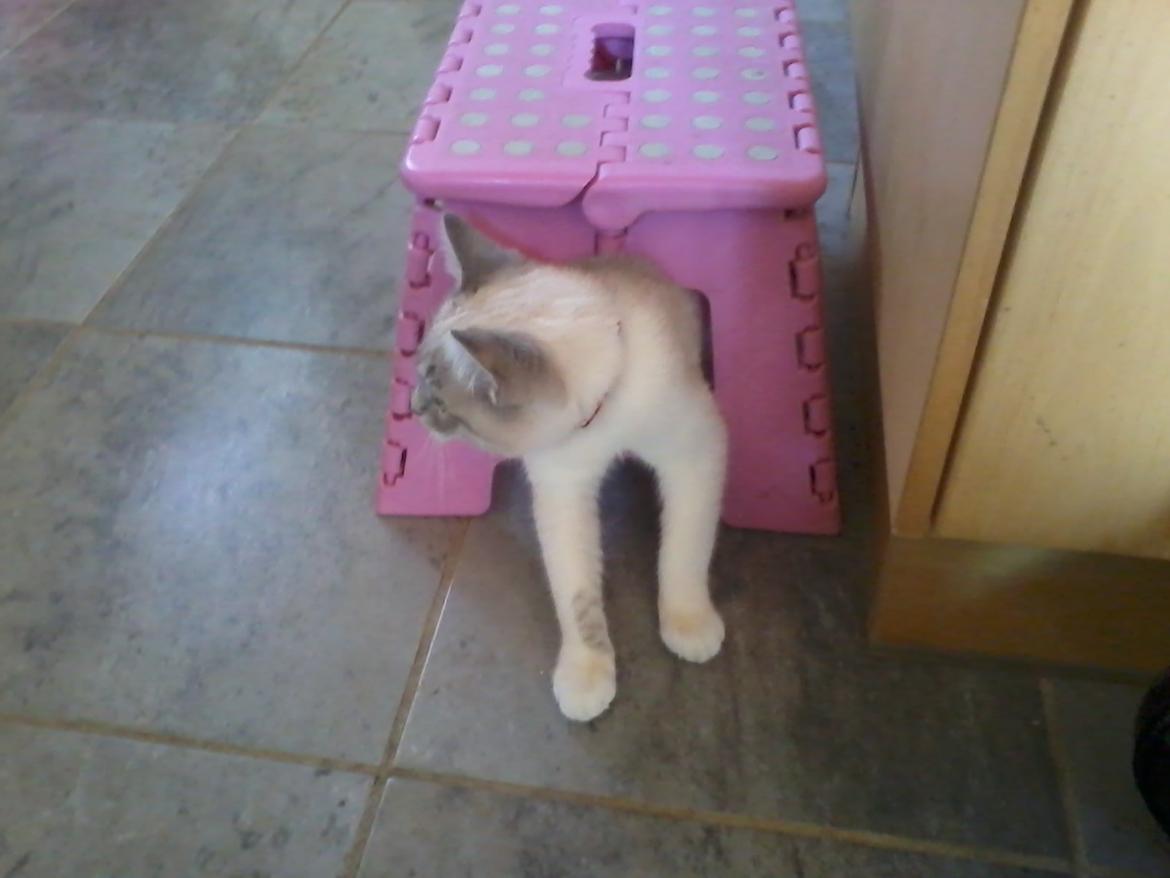 Blanding af racer Freja billede 16