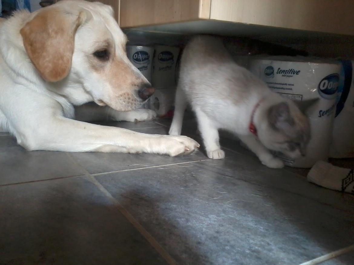 Blanding af racer Freja billede 17