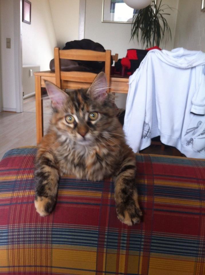 Maine Coon Nira billede 11