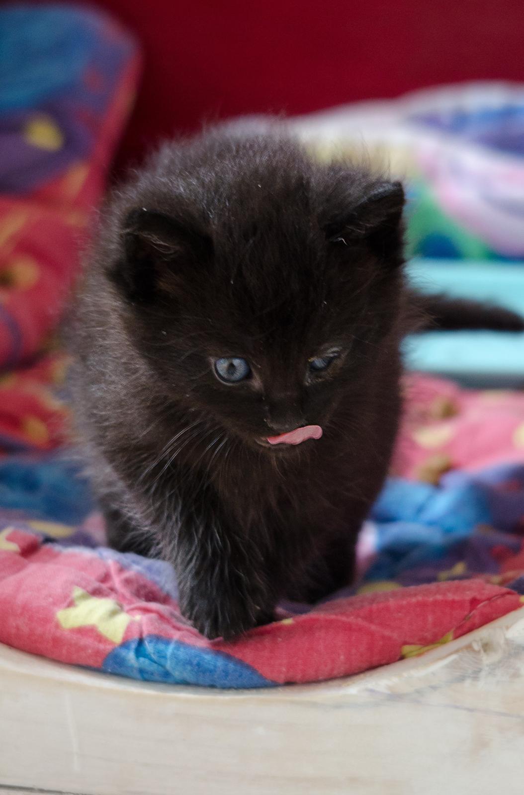 Blanding af racer Funder billede 13