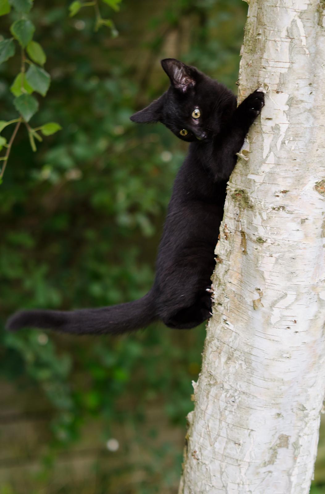 Blanding af racer Funder billede 3