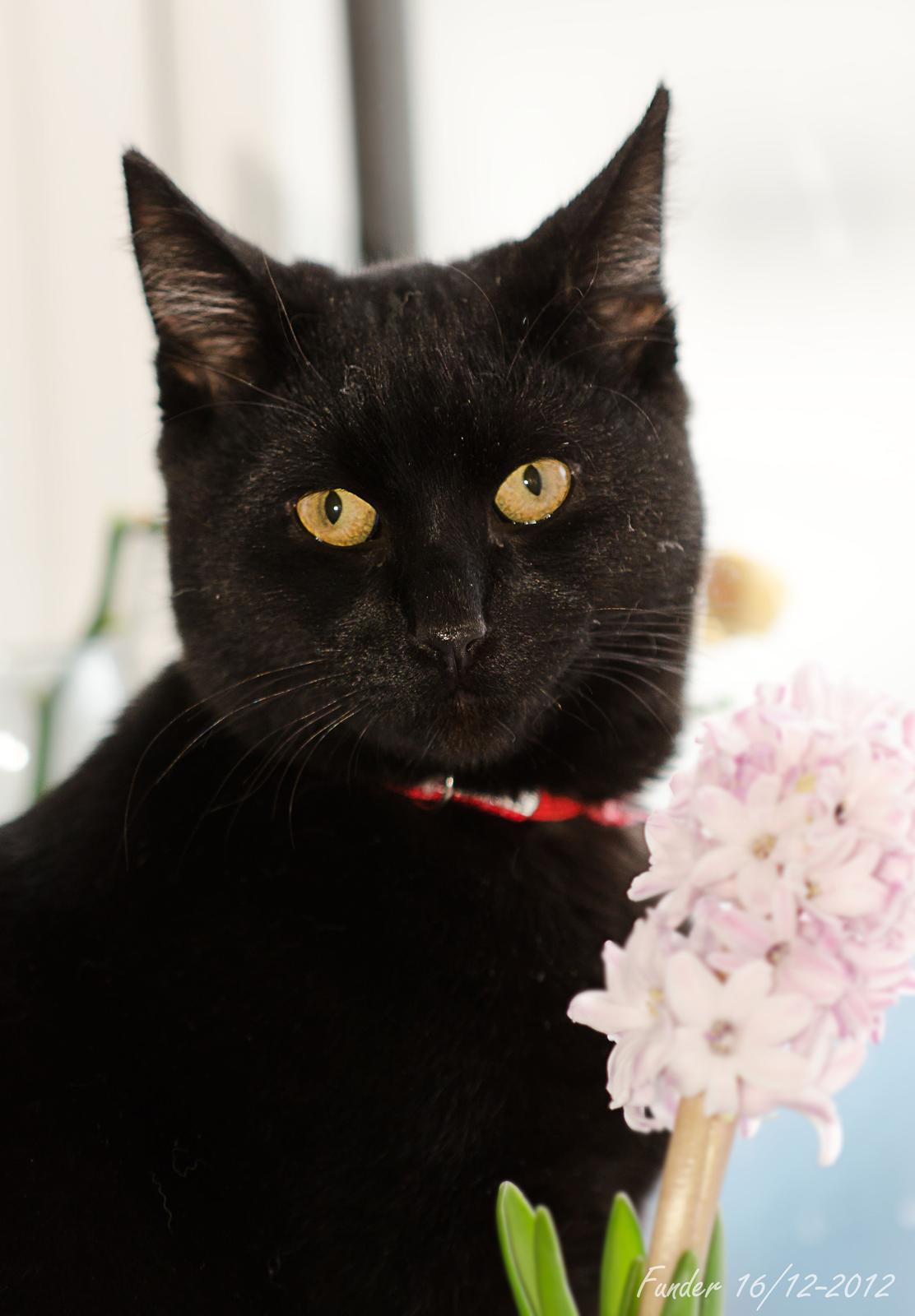 Blanding af racer Funder billede 1