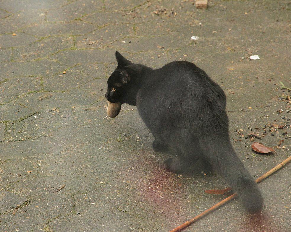 Blanding af racer Funder billede 8