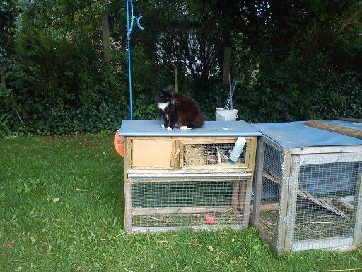 Norsk Skovkat DK Hopeless Tribes Chastine-Frida billede 16