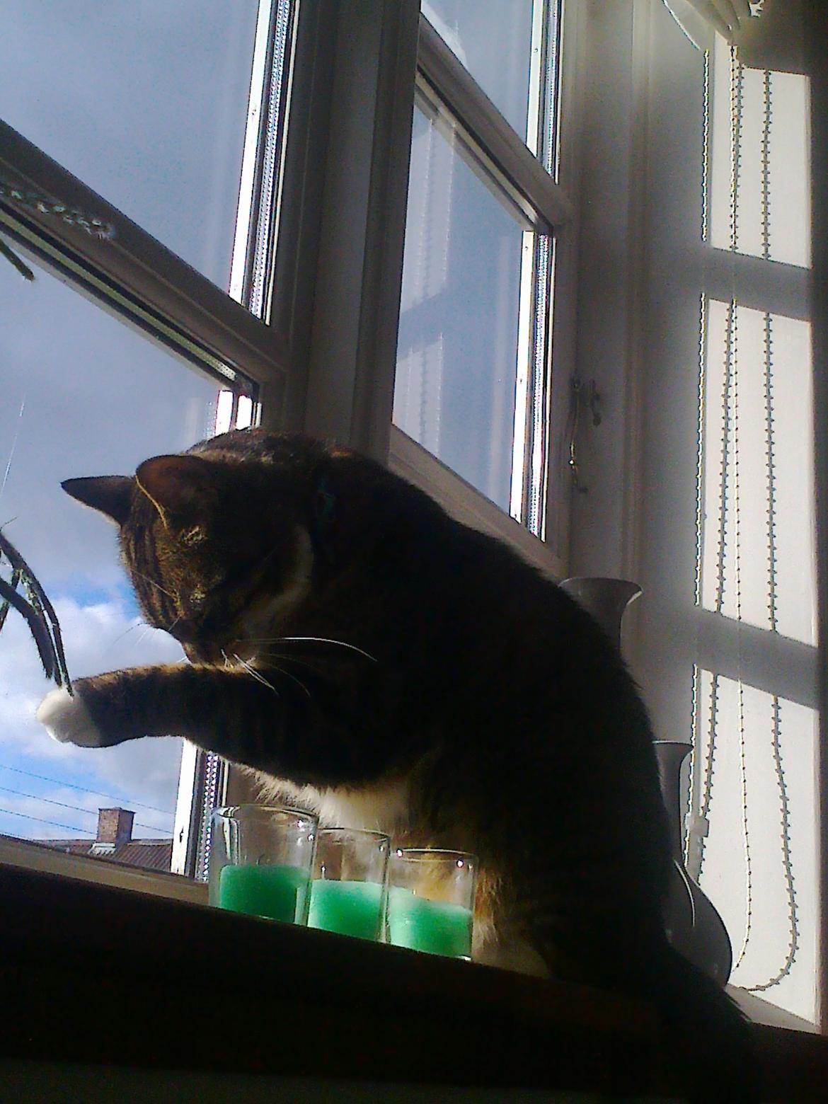 Huskat Bølle billede 9