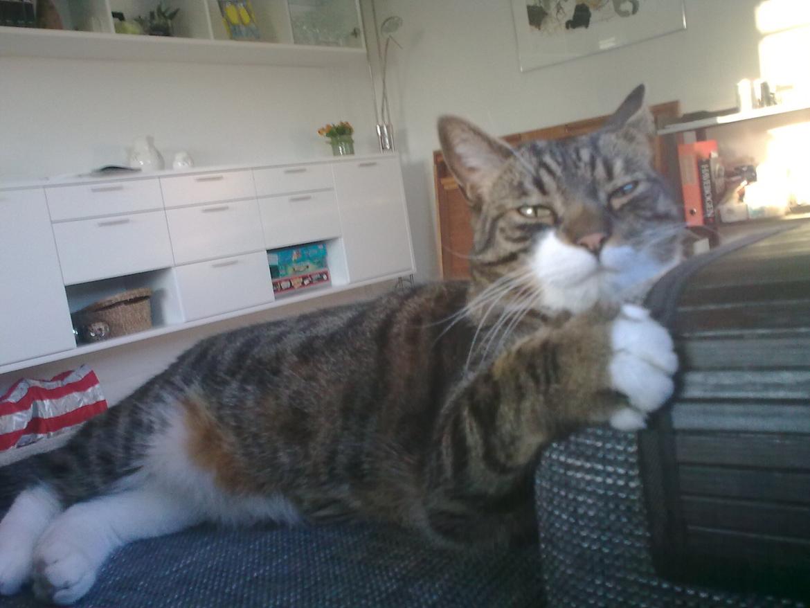 Huskat Bølle billede 10