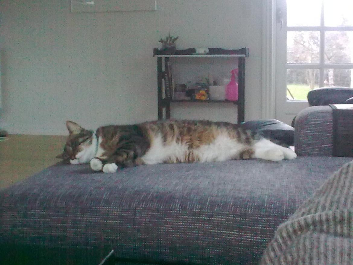 Huskat Bølle billede 11