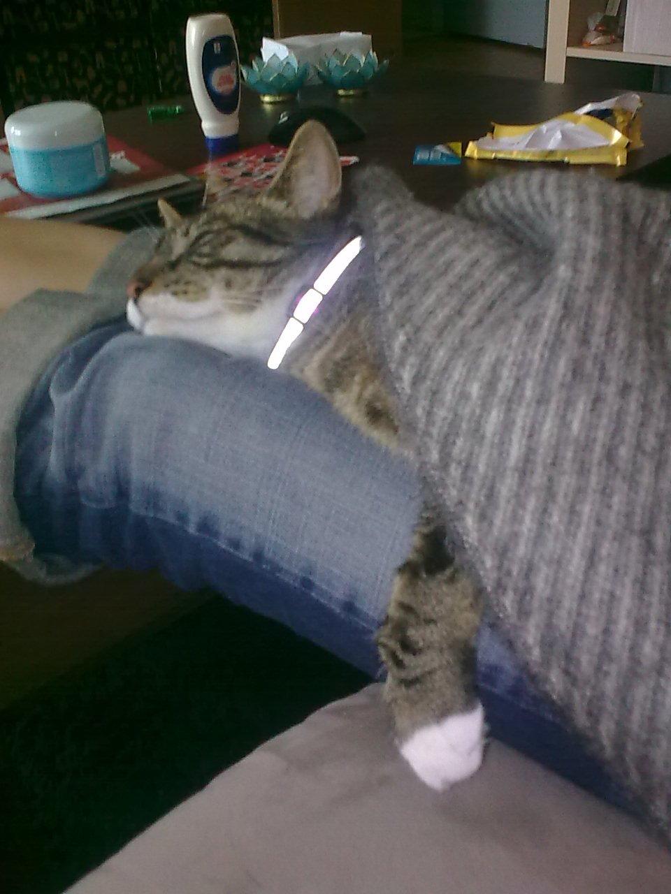 Huskat Bølle billede 12