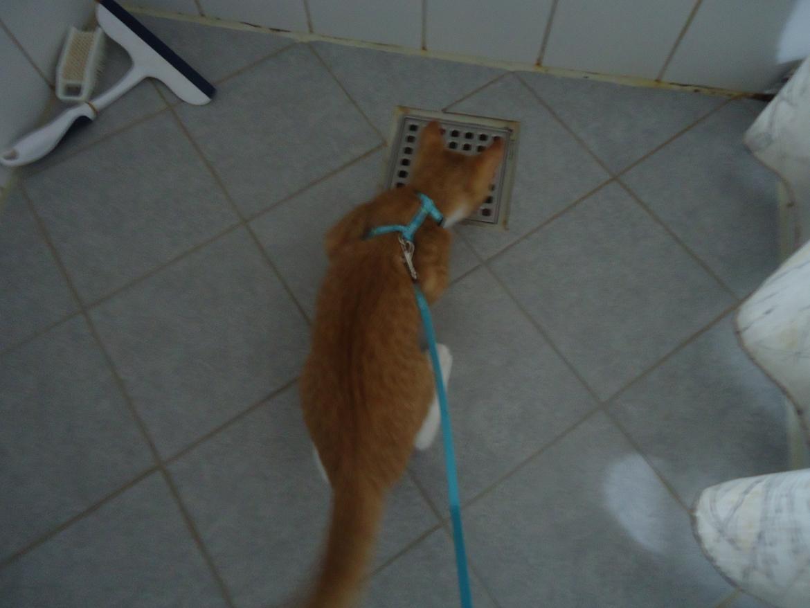 Huskat Bamse billede 4