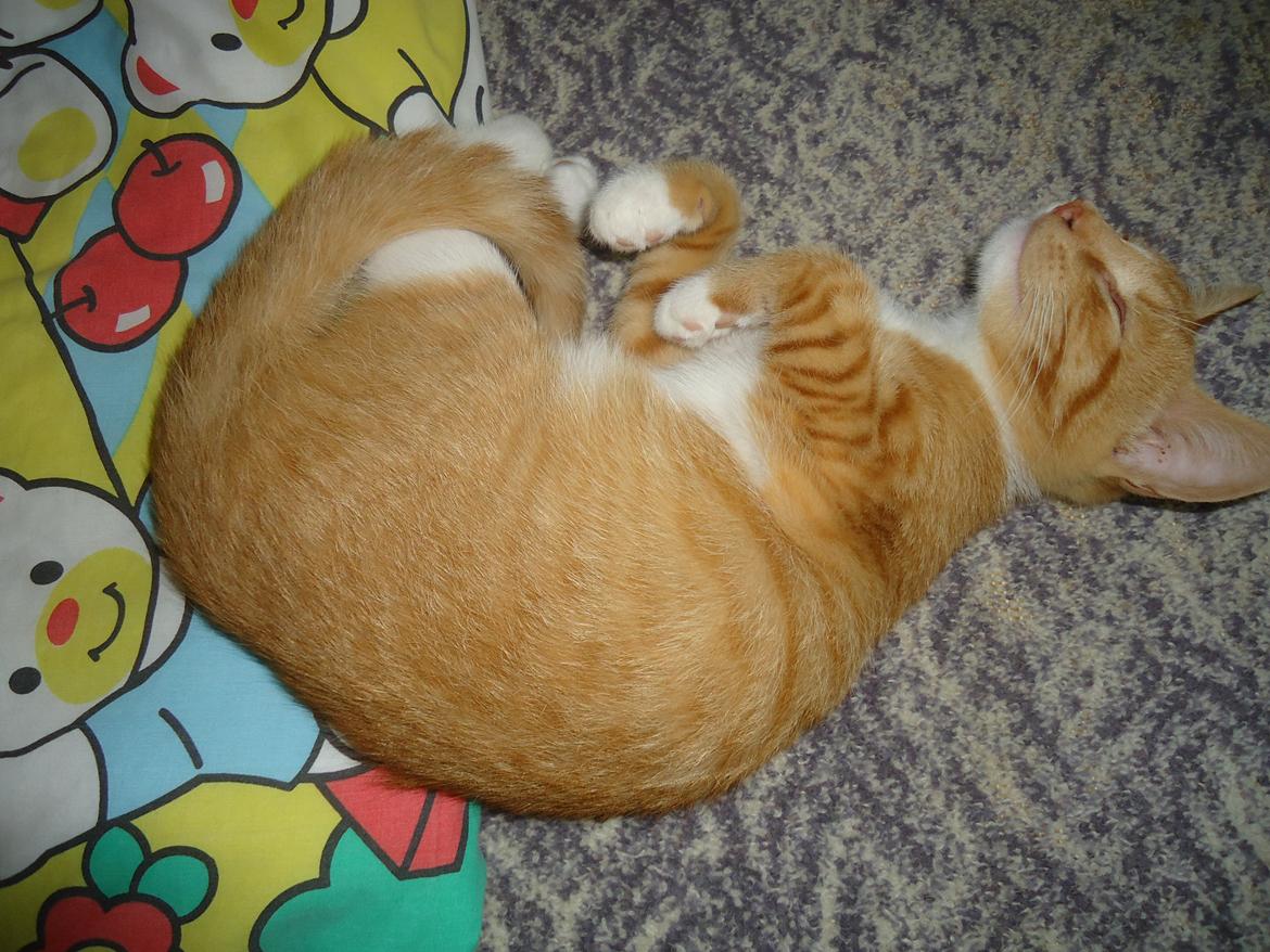 Huskat Bamse billede 1