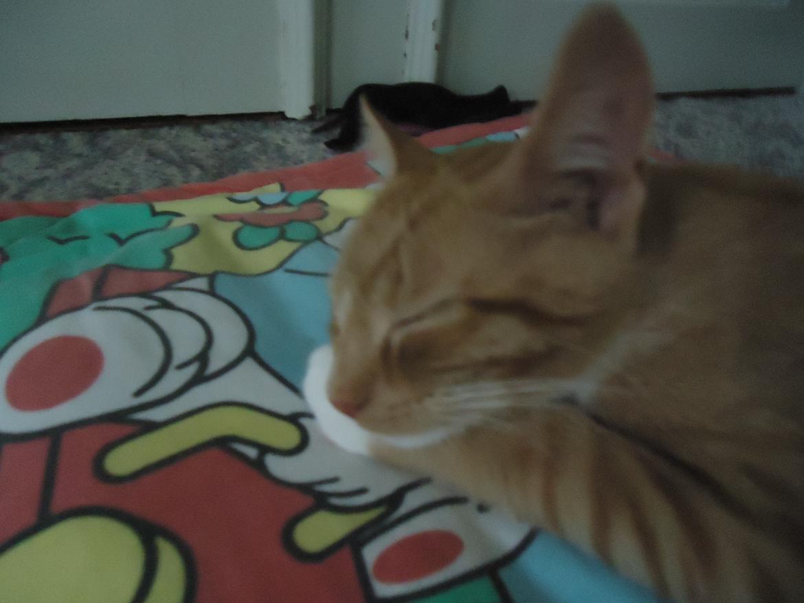 Huskat Bamse billede 3