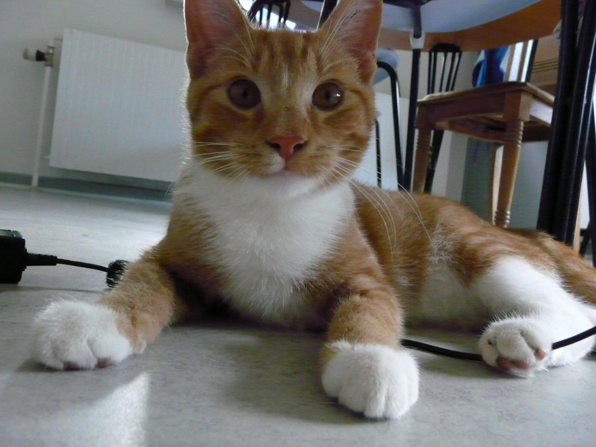 Huskat Bamse billede 6