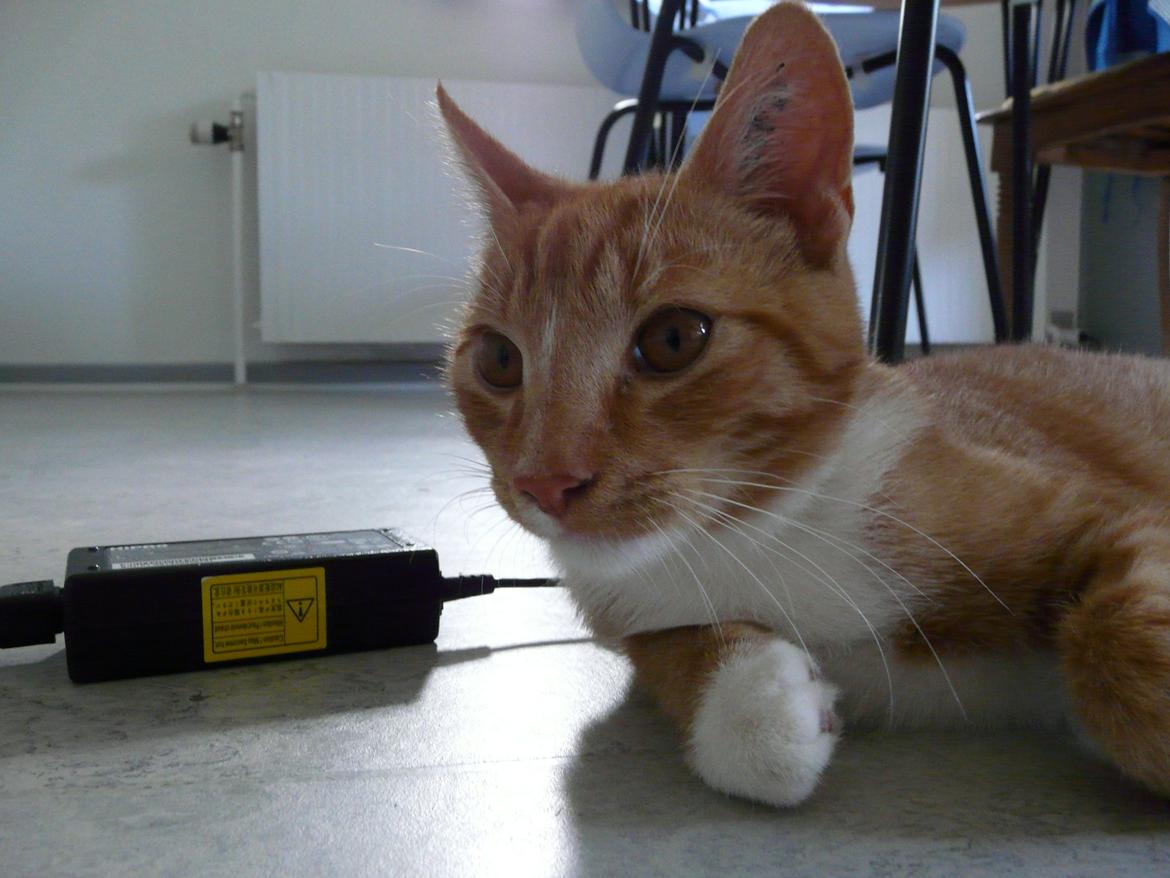 Huskat Bamse billede 7