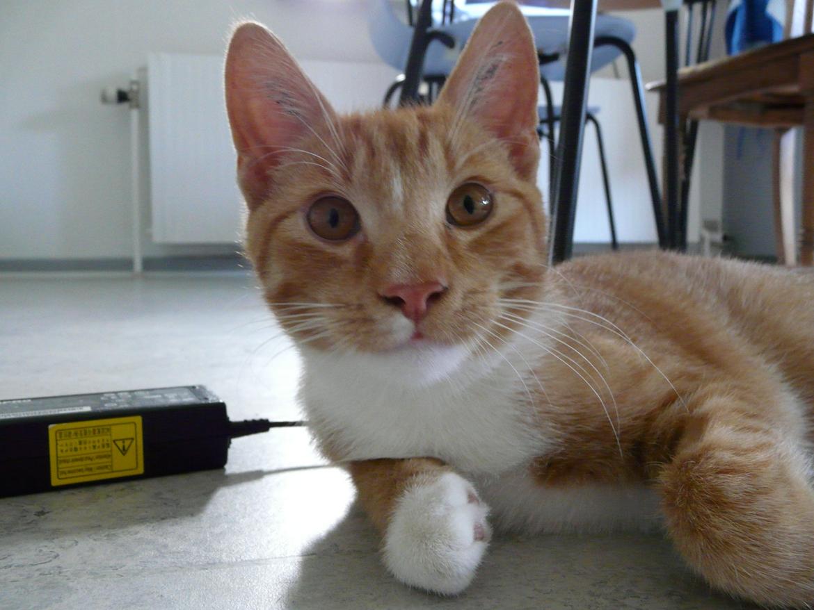 Huskat Bamse billede 8