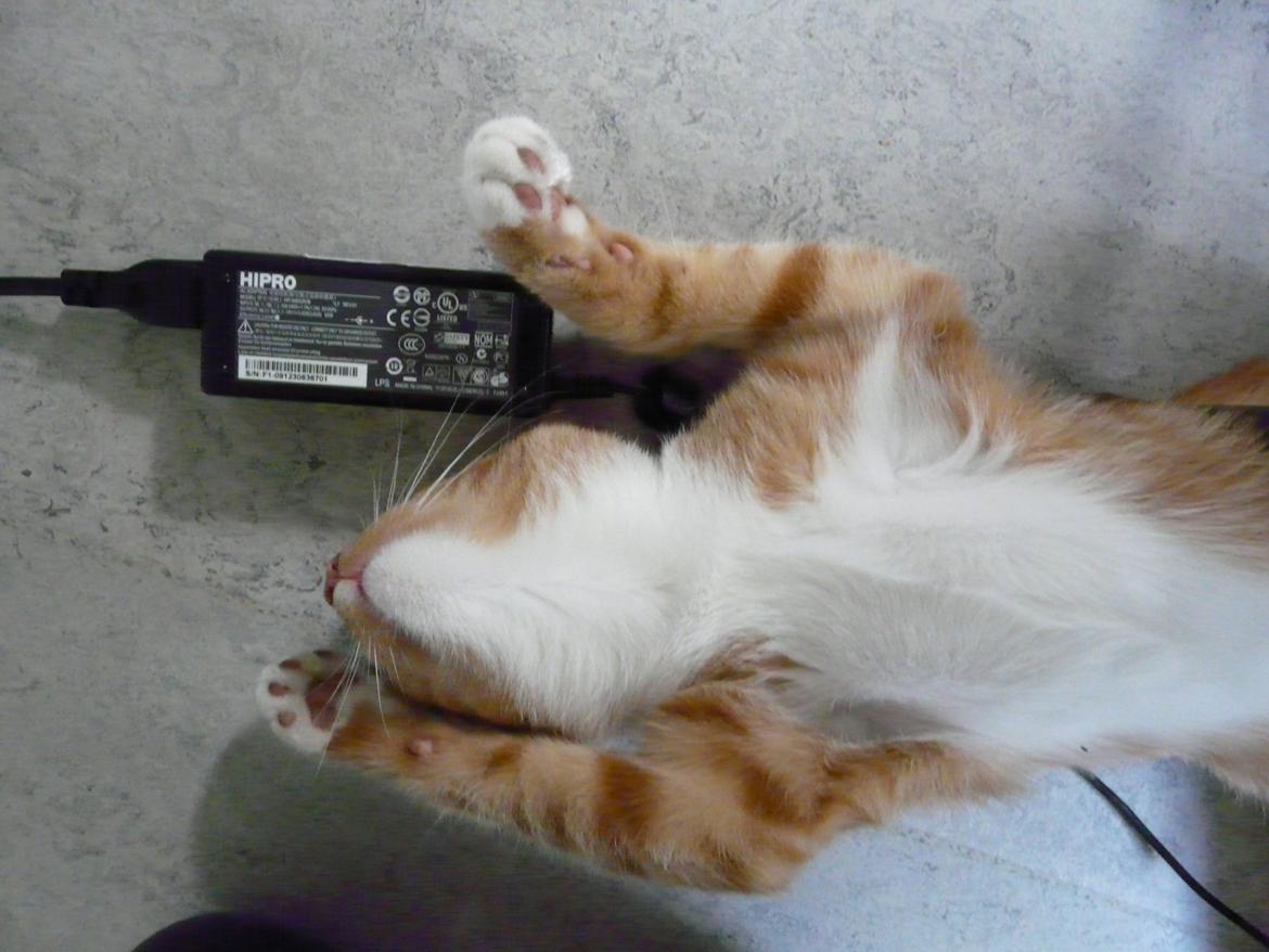 Huskat Bamse billede 10