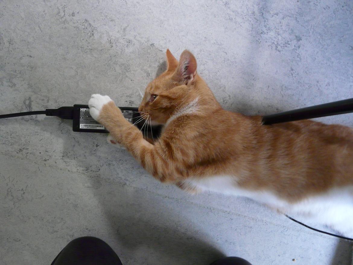 Huskat Bamse billede 11