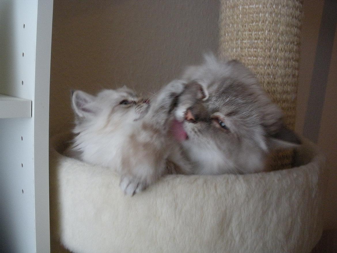 Hellig Birma Mogens billede 1