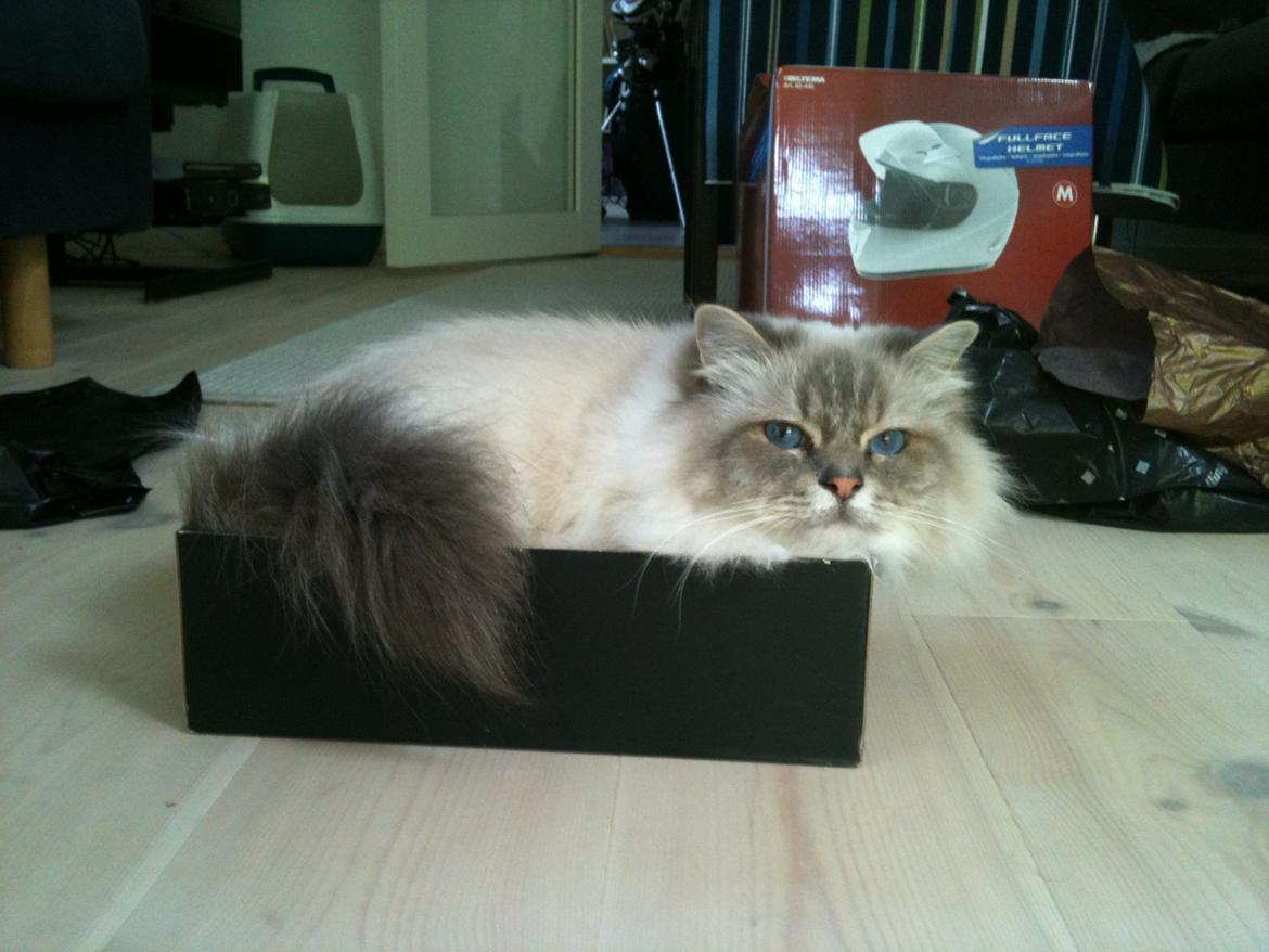 Hellig Birma Mogens billede 2