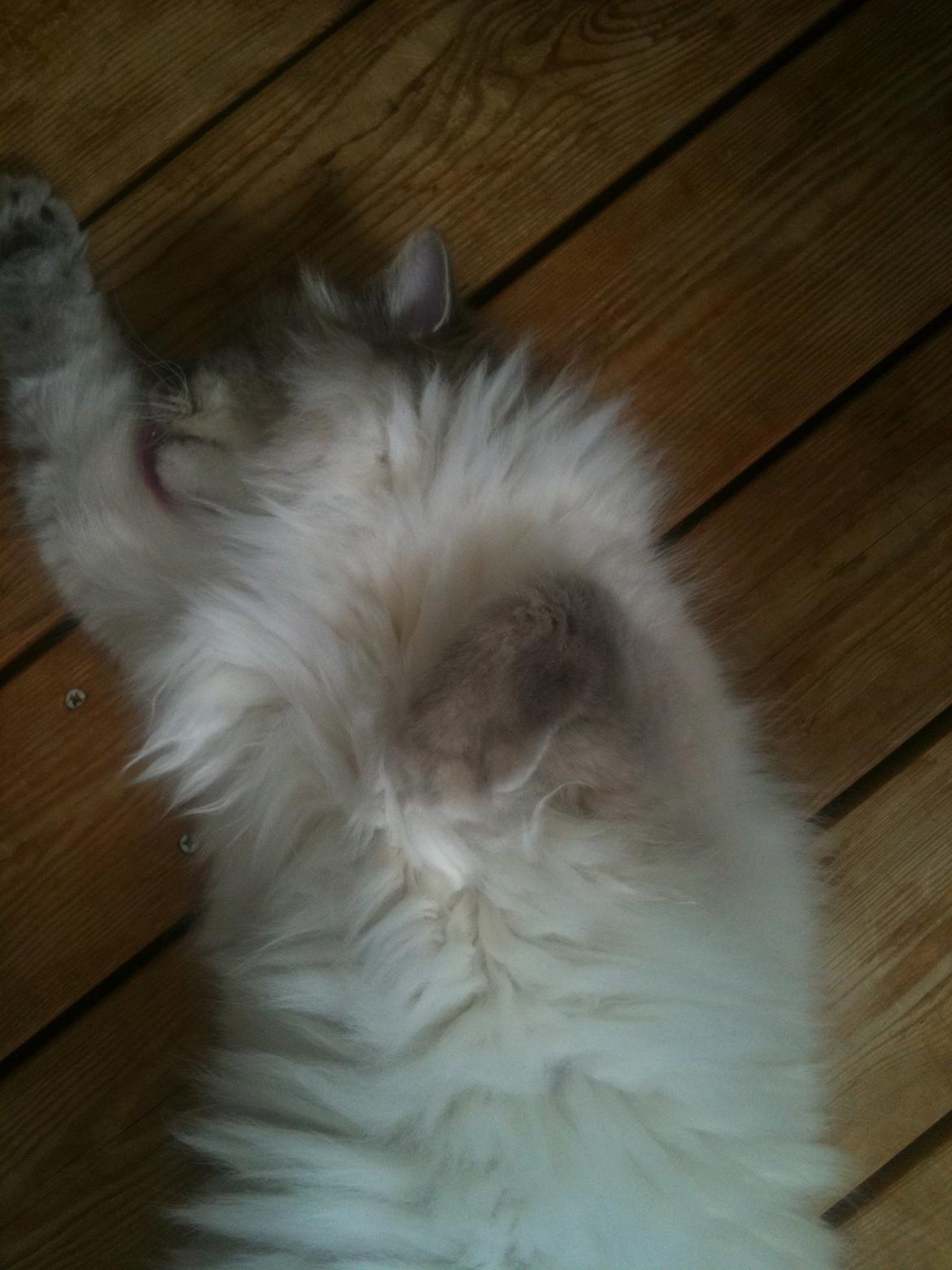 Hellig Birma Mogens billede 3