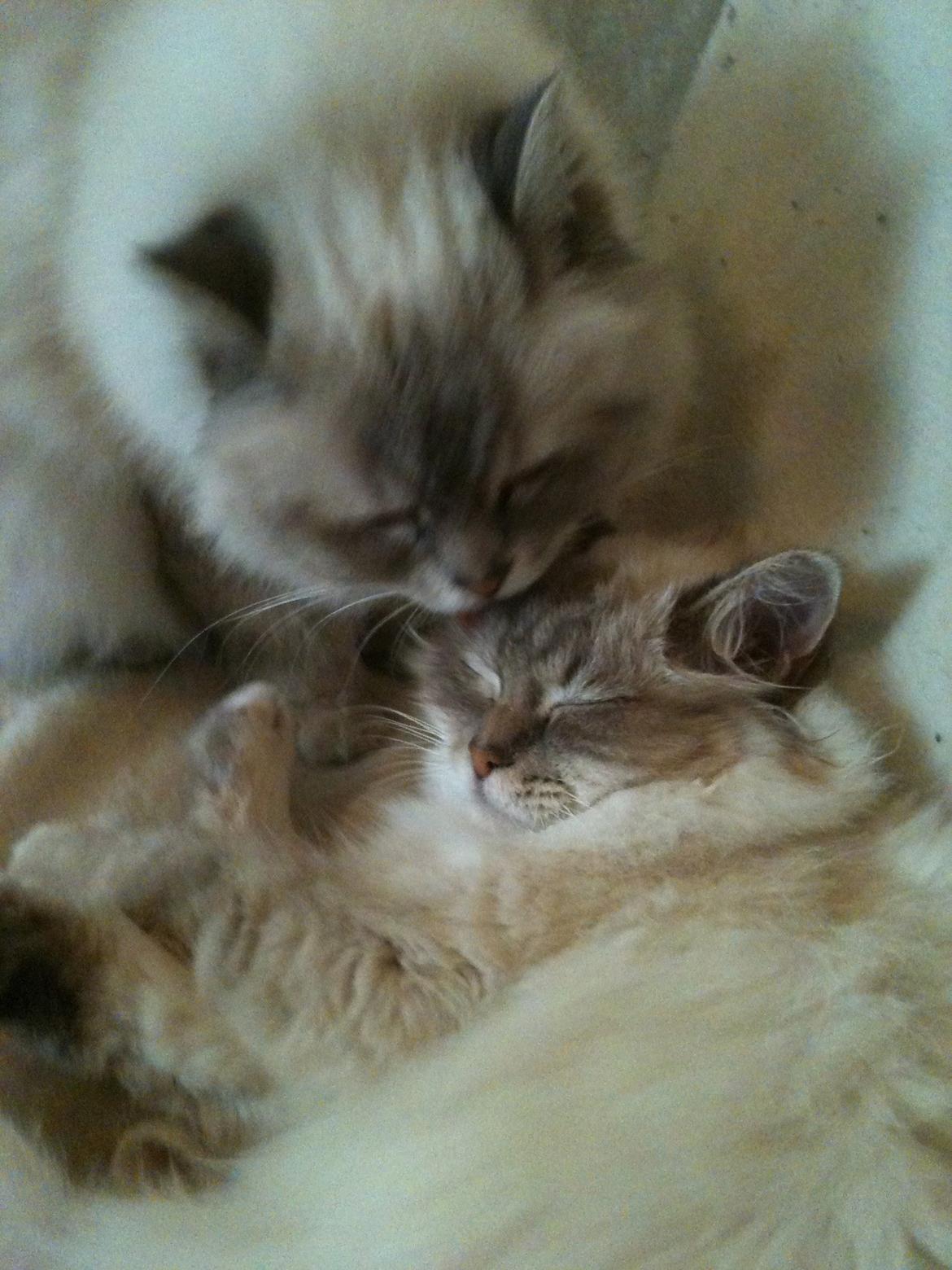 Hellig Birma Mogens billede 4