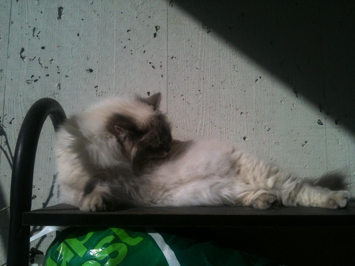 Hellig Birma Mogens billede 5