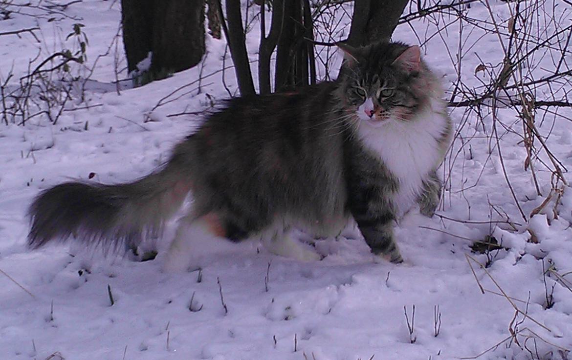 Norsk Skovkat DK Beukel´s Donna - Donna marts 2013 billede 5