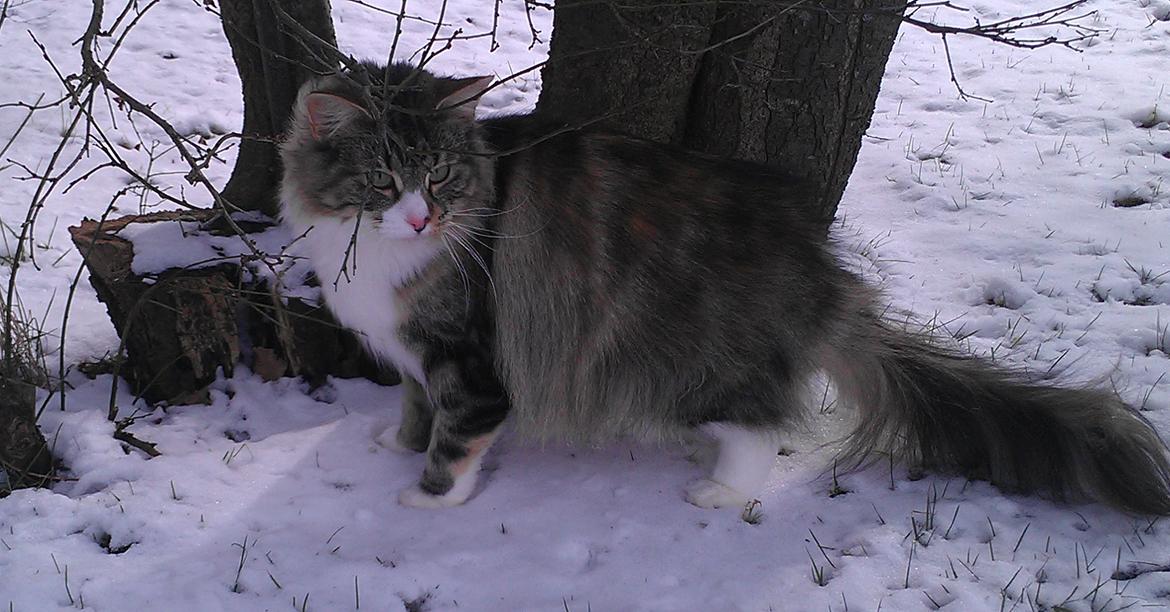 Norsk Skovkat DK Beukel´s Donna billede 4