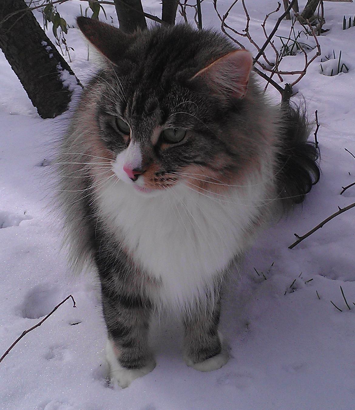 Norsk Skovkat DK Beukel´s Donna billede 6