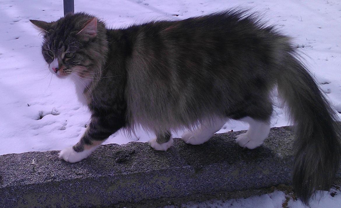 Norsk Skovkat DK Beukel´s Donna billede 8