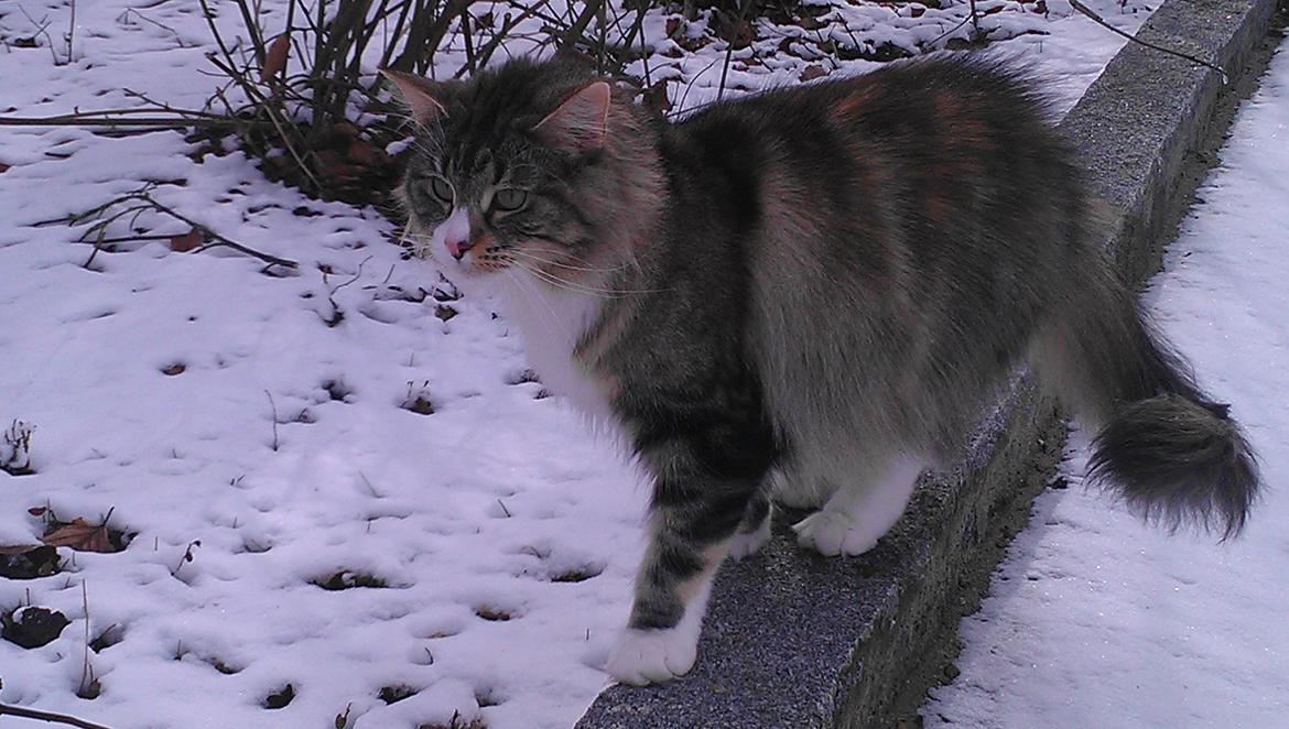 Norsk Skovkat DK Beukel´s Donna billede 7