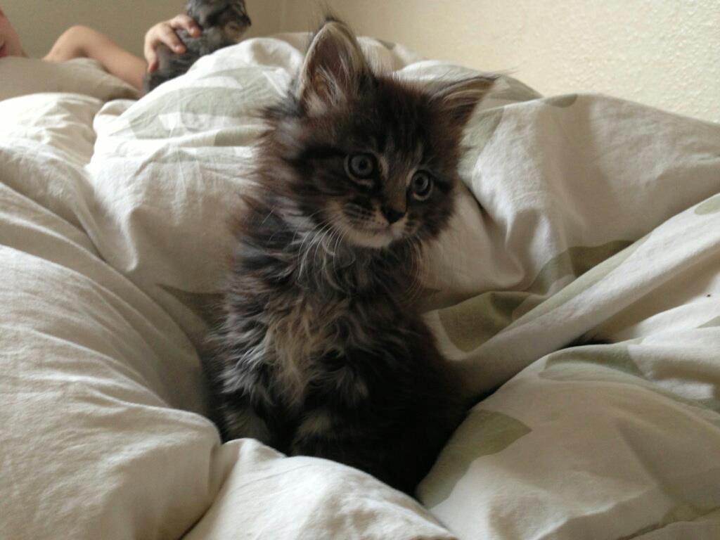 Maine Coon Chewbacca - Morgenfrisk.  billede 1