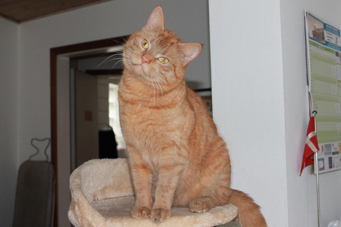 Huskat Tarzan *Efterlyst* - Skønne skønne Tarzans dejlige udtryk <3 10.3.13 billede 17