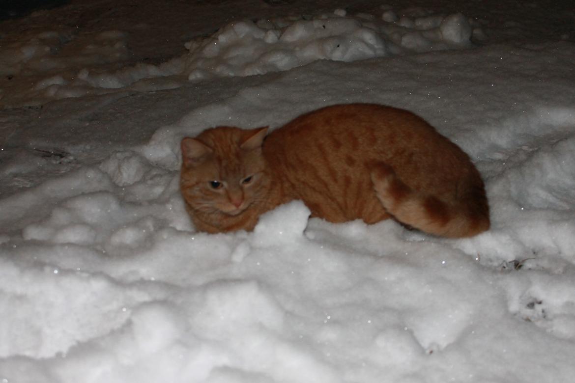 Huskat Tarzan *Efterlyst* - Han tog lige en lille lur i sneen ;) 13.3.13 billede 18