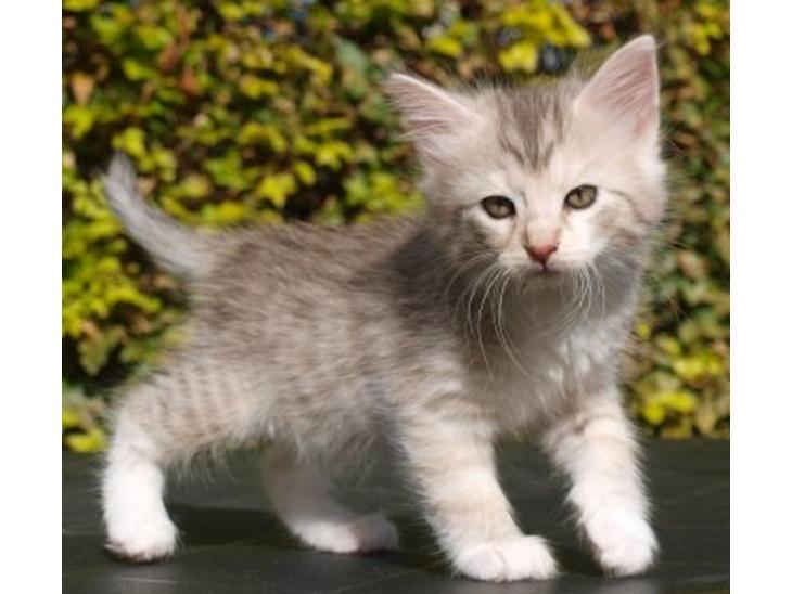 Norsk Skovkat Chrisycats Ipanema billede 3