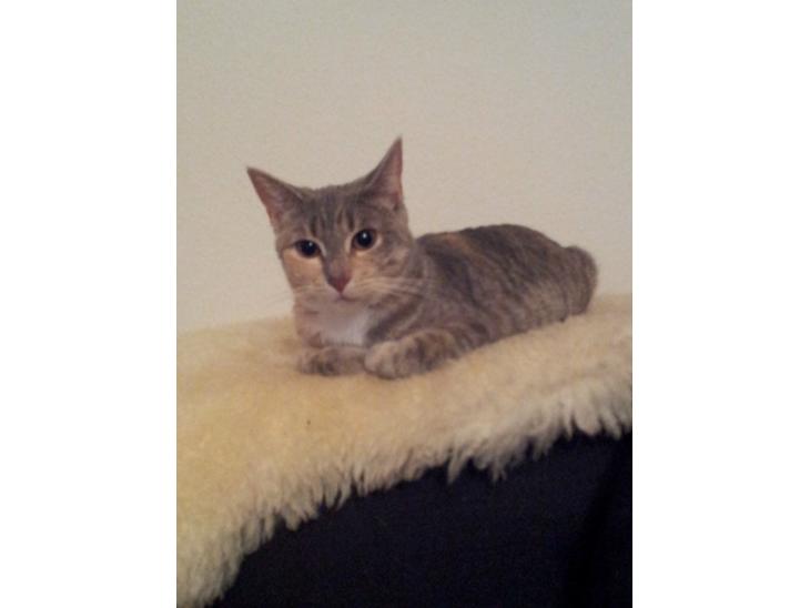 Huskat Pixie billede 1