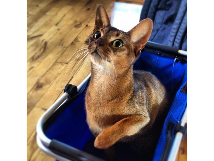 Abyssinier Orpheus billede 1