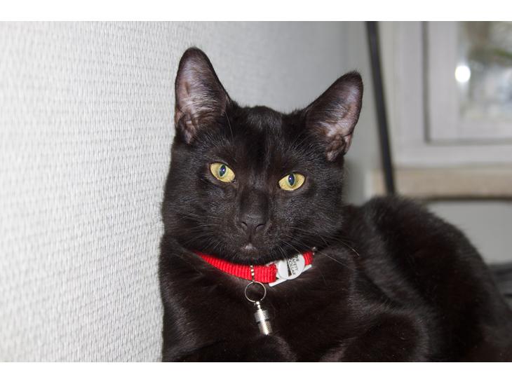 Huskat Aslan "Brumbasse" billede 1