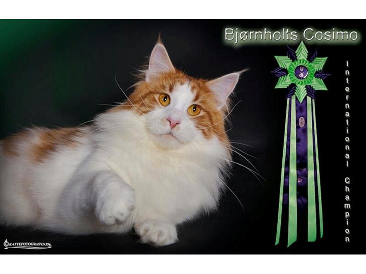 Maine Coon IC DK Bjørnholts Cosimo 9/6 - # 1. Min skønne Internationale Champion dreng <3 jan 2013 billede 1