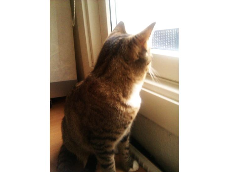 Huskat Gizmo billede 1