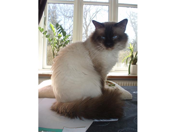 {{currentPhoto.altText}} billede {{currentPhoto.number}}