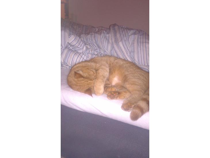 Huskat Oliver billede 1