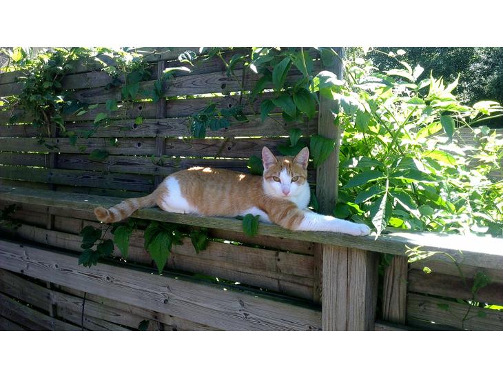 Huskat Felix (himmel kat)  billede 1