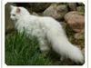 Maine Coon DK Lykke katte's Presley