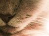 Maine Coon Albert